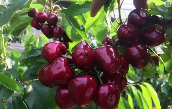 大连是几线城市