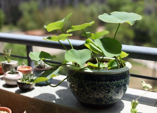 碗莲适合几月份种植