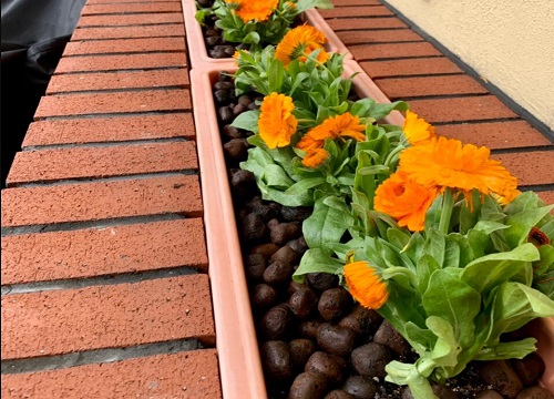 金盏菊什么时候播种好