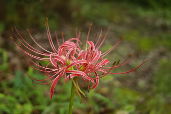 世界上十大花语最悲伤的花