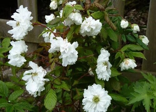 世界上十大花语最悲伤的花