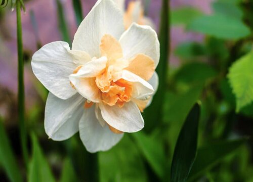 世界上十大花语最悲伤的花