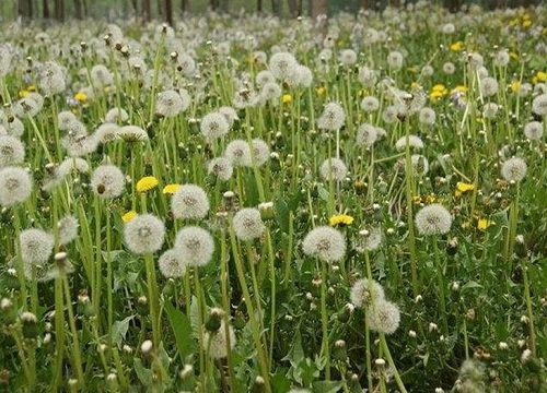 世界上十大花语最悲伤的花