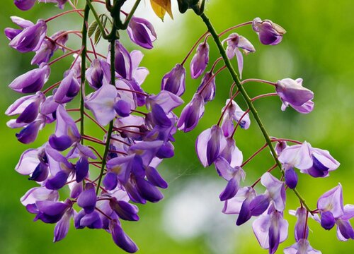 世界上十大花语最悲伤的花