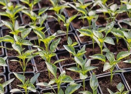 盆栽辣椒怎么增加它的产量