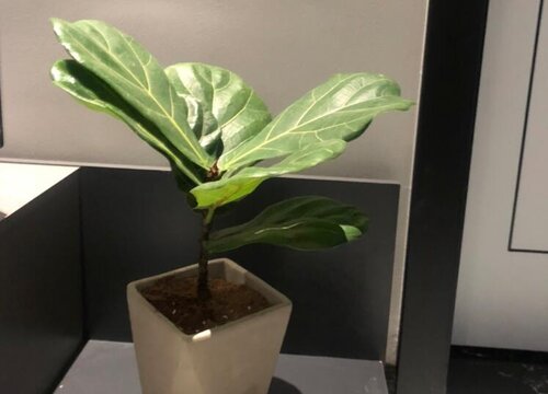 琴叶榕换盆注意事项