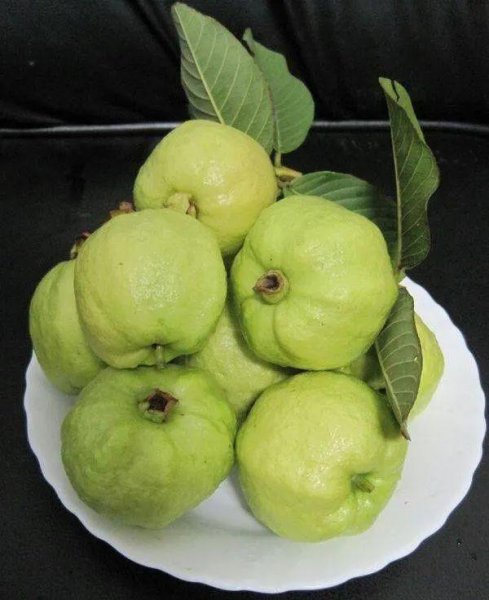 芭乐是什么水果