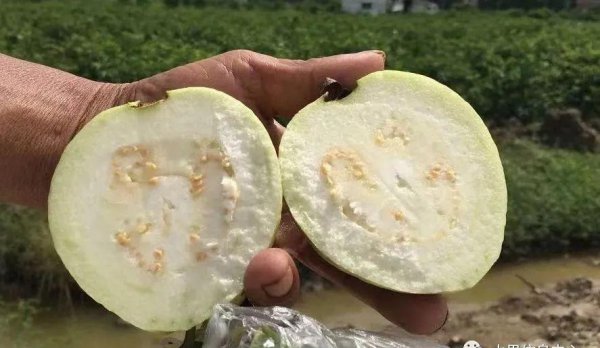 芭乐是什么水果