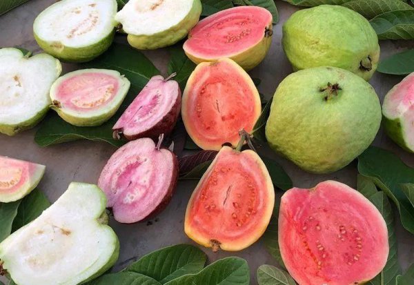 芭乐是什么水果