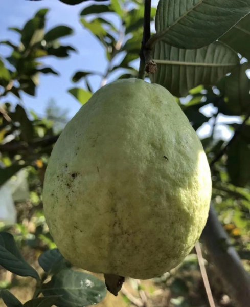 芭乐是什么水果