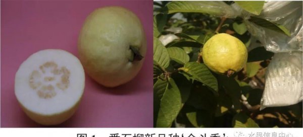 芭乐是什么水果