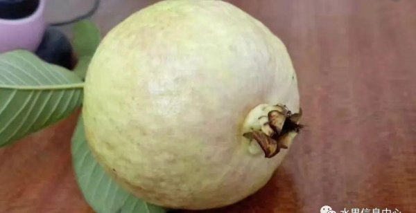 芭乐是什么水果