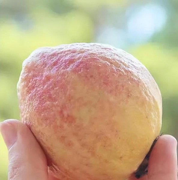 芭乐是什么水果