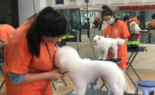 没有学历学什么技术前景好