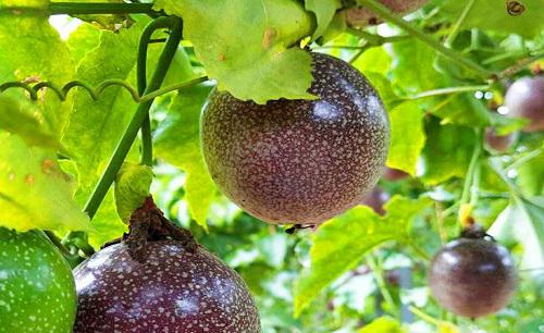 扦插百香果的快速生根方法