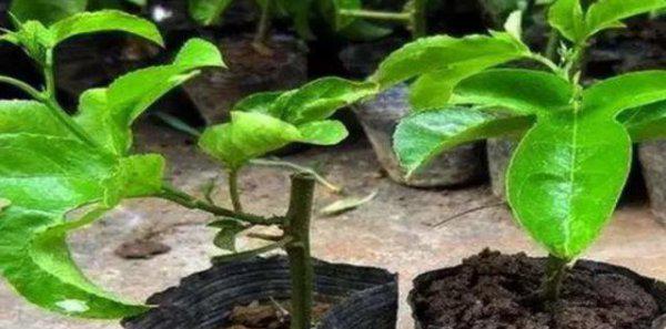 扦插百香果的快速生根方法