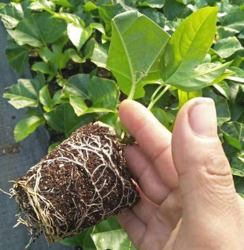 扦插百香果的快速生根方法