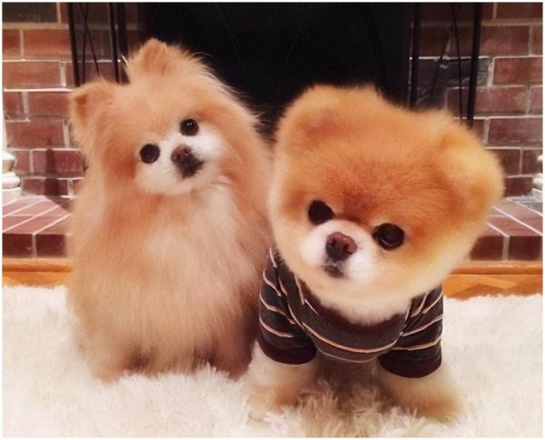 小狗吃什么食物最好除了狗粮