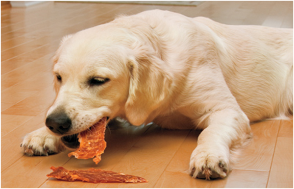 小狗吃什么食物最好除了狗粮