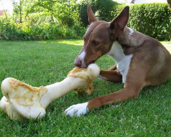 小狗吃什么食物最好除了狗粮