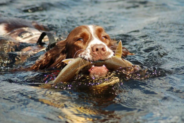 小狗吃什么食物最好除了狗粮