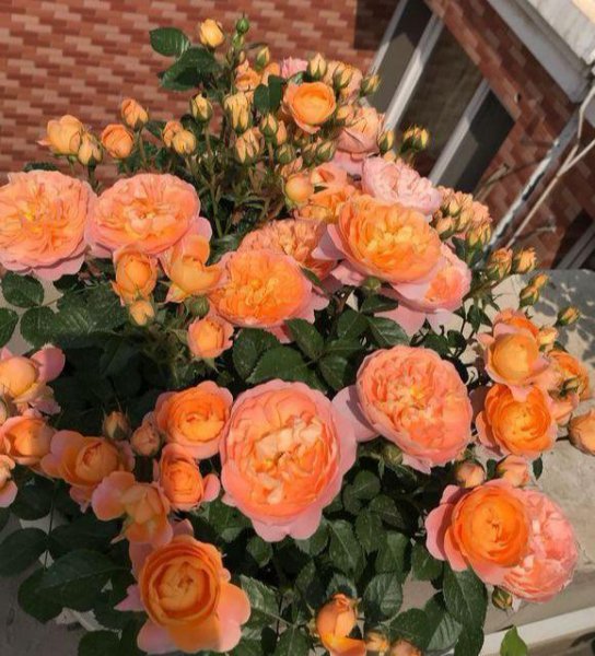 果汁阳台小苗怎么爆盆