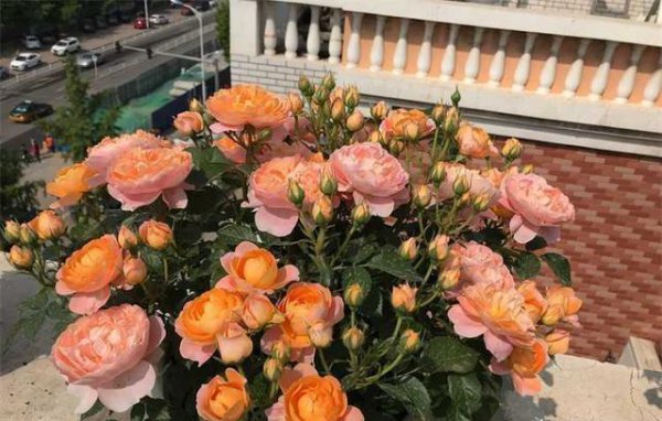 果汁阳台小苗怎么爆盆