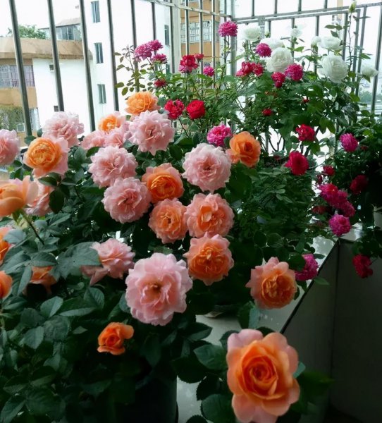 果汁阳台小苗怎么爆盆