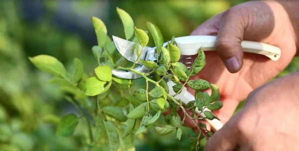 果汁阳台小苗怎么爆盆