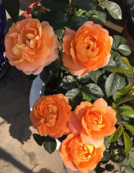 果汁阳台小苗怎么爆盆