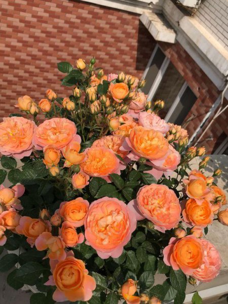 果汁阳台小苗怎么爆盆