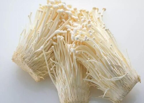 金针菇是植物吗