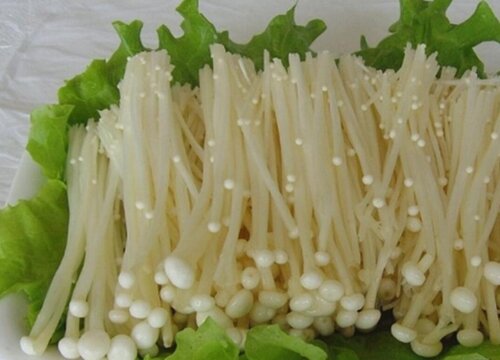 金针菇是植物吗