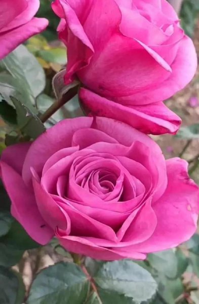 怎么试探情人爱不爱你