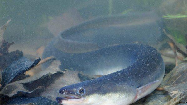 像蛇一样的鱼叫什么鱼