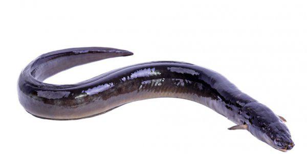 像蛇一样的鱼叫什么鱼