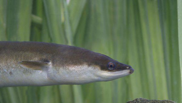 像蛇一样的鱼叫什么鱼