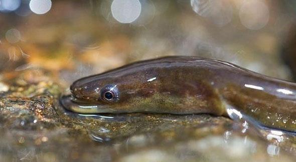 像蛇一样的鱼叫什么鱼