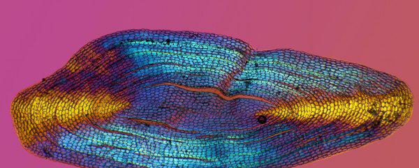 像蛇一样的鱼叫什么鱼