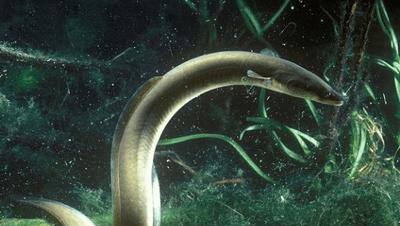 像蛇一样的鱼叫什么鱼