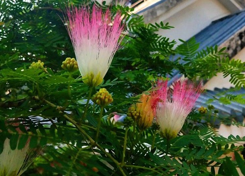 合欢树什么时候开花