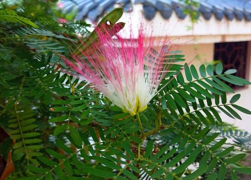 合欢树什么时候开花