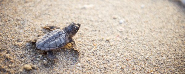 海龟喜欢吃什么食物