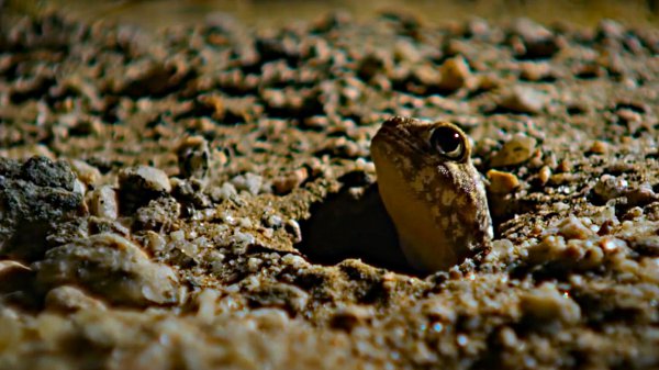 壁虎吃什么食物