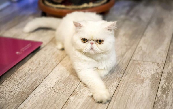 为什么不建议养加菲猫