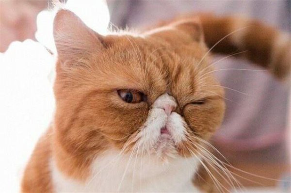 为什么不建议养加菲猫