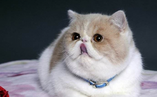 为什么不建议养加菲猫