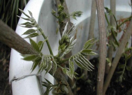 紫藤花室内可以养吗