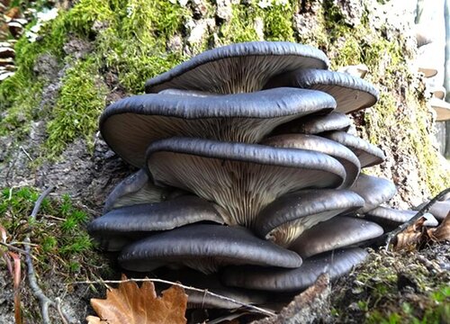 平菇和什么不能一起吃