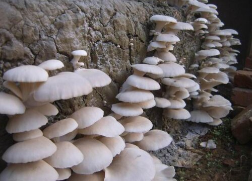 平菇和什么不能一起吃